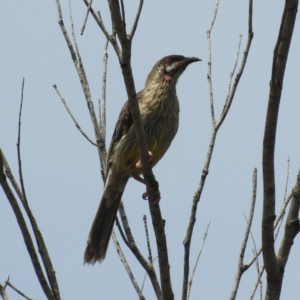 Anthochaera carunculata at Termeil, NSW - 3 Jan 2019 02:52 PM