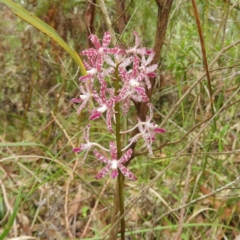 Dipodium variegatum (Blotched Hyacinth Orchid) at Meroo National Park - 2 Jan 2019 by MatthewFrawley