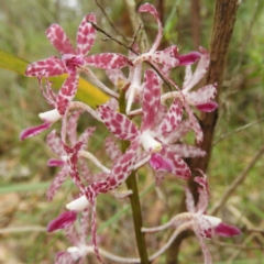 Dipodium variegatum at Termeil, NSW - suppressed