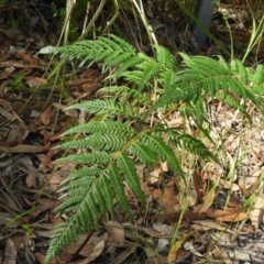 Pteridium esculentum (Bracken) at Bawley Point, NSW - 4 Jan 2019 by MatthewFrawley