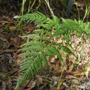 Pteridium esculentum at Bawley Point, NSW - 4 Jan 2019