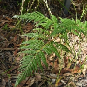 Pteridium esculentum at Bawley Point, NSW - 4 Jan 2019 08:58 AM