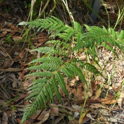 Pteridium esculentum (Bracken) at Bawley Point, NSW - 4 Jan 2019 by MatthewFrawley