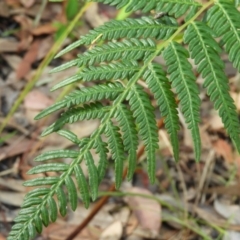 Pteridium esculentum at Bawley Point, NSW - 4 Jan 2019 08:58 AM