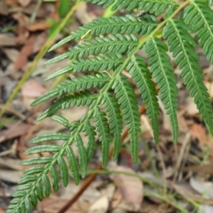 Pteridium esculentum at Bawley Point, NSW - 4 Jan 2019