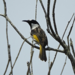 Phylidonyris niger (White-cheeked Honeyeater) at Meroo National Park - 3 Jan 2019 by MatthewFrawley