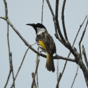 Phylidonyris niger at Termeil, NSW - 3 Jan 2019