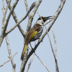 Phylidonyris niger at Termeil, NSW - 3 Jan 2019