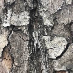 Tamopsis sp. (genus) (Two-tailed spider) at City Renewal Authority Area - 11 Jan 2019 by AaronClausen