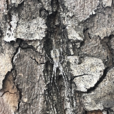 Tamopsis sp. (genus) (Two-tailed spider) at City Renewal Authority Area - 11 Jan 2019 by AaronClausen