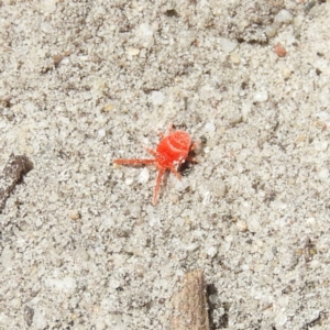 Trombidiidae (family) at Termeil, NSW - 4 Jan 2019