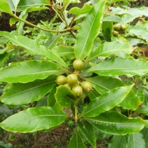 Pittosporum undulatum at Bawley Point, NSW - 3 Jan 2019