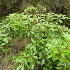 Pittosporum undulatum at Bawley Point, NSW - 3 Jan 2019 08:04 AM