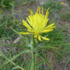 Carthamus lanatus at Molonglo River Reserve - 11 Jan 2019