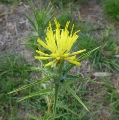 Carthamus lanatus at Molonglo River Reserve - 11 Jan 2019