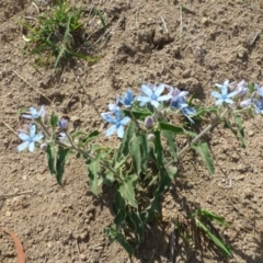 Oxypetalum coeruleum (Tweedia or Southern Star) at Isaacs, ACT - 10 Jan 2019 by RWPurdie