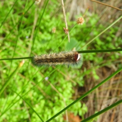 Anthela (genus) immature (Unidentified Anthelid Moth) at Meroo National Park - 2 Jan 2019 by MatthewFrawley