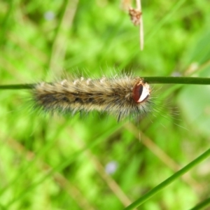 Anthela (genus) immature at Meroo National Park - 3 Jan 2019 08:05 AM