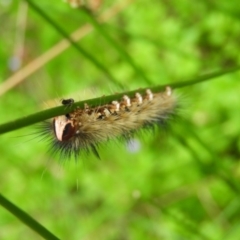 Anthela (genus) immature at Meroo National Park - 3 Jan 2019