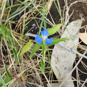 Commelina cyanea at Termeil, NSW - 3 Jan 2019 11:43 AM