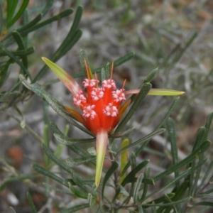 Lambertia formosa at Termeil, NSW - 3 Jan 2019