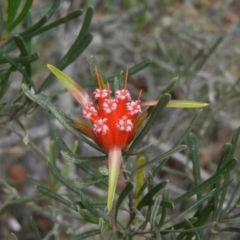 Lambertia formosa (Mountain Devil) at Termeil, NSW - 3 Jan 2019 by MatthewFrawley