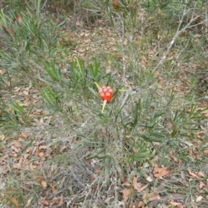Lambertia formosa at Termeil, NSW - 3 Jan 2019