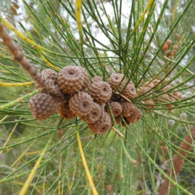 Casuarina glauca (Swamp She-oak) at Meroo National Park - 2 Jan 2019 by MatthewFrawley