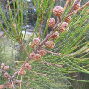 Casuarina glauca at Bawley Point, NSW - 3 Jan 2019 07:58 AM