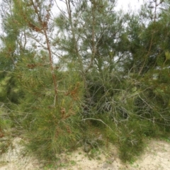 Casuarina glauca at Bawley Point, NSW - 3 Jan 2019 07:58 AM