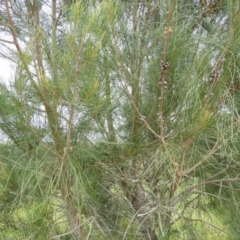 Casuarina glauca at Bawley Point, NSW - 3 Jan 2019 07:58 AM