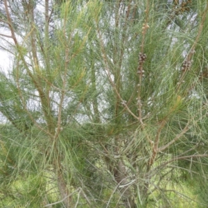 Casuarina glauca at Bawley Point, NSW - 3 Jan 2019 07:58 AM