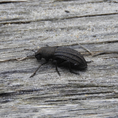 Unidentified Darkling beetle (Tenebrionidae) at Termeil, NSW - 3 Jan 2019 by MatthewFrawley