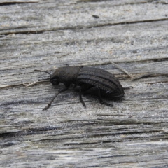 Unidentified Darkling beetle (Tenebrionidae) (TBC) at Termeil, NSW - 3 Jan 2019 by MatthewFrawley