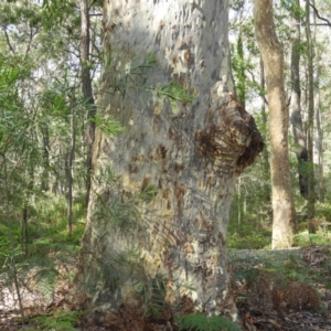 Corymbia maculata at Bawley Point, NSW - 4 Jan 2019