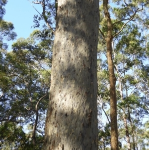 Corymbia maculata at Meroo National Park - 4 Jan 2019 08:58 AM