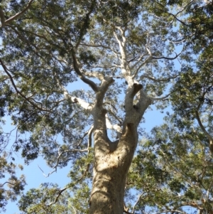 Corymbia maculata at Meroo National Park - 4 Jan 2019 08:58 AM