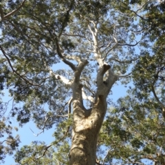 Corymbia maculata at Bawley Point, NSW - 4 Jan 2019
