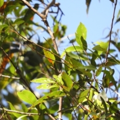 Corymbia maculata at Meroo National Park - 4 Jan 2019 08:58 AM