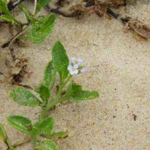 Cakile maritima at Termeil, NSW - 3 Jan 2019