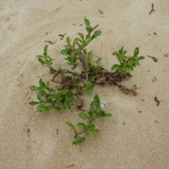 Cakile maritima at Termeil, NSW - 3 Jan 2019 07:07 AM