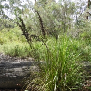 Gahnia clarkei at Termeil, NSW - 3 Jan 2019