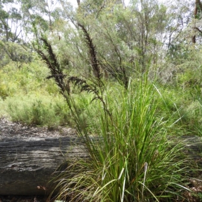 Gahnia clarkei (Tall Saw Sedge) at Termeil, NSW - 3 Jan 2019 by MatthewFrawley