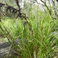 Gahnia clarkei at Termeil, NSW - 3 Jan 2019