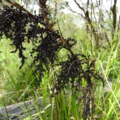 Gahnia clarkei at Termeil, NSW - 3 Jan 2019