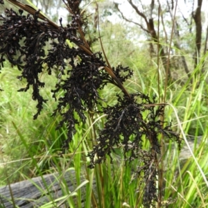 Gahnia clarkei at Termeil, NSW - 3 Jan 2019