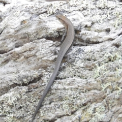 Lampropholis delicata (Delicate Skink) at Meroo National Park - 3 Jan 2019 by MatthewFrawley