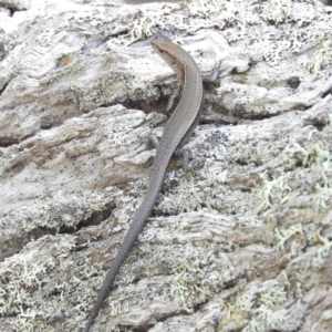 Lampropholis delicata at Termeil, NSW - 4 Jan 2019