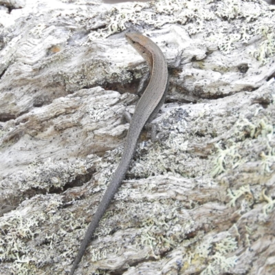 Lampropholis delicata (Delicate Skink) at Termeil, NSW - 4 Jan 2019 by MatthewFrawley