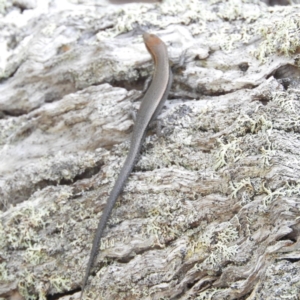 Lampropholis delicata at Termeil, NSW - 4 Jan 2019 10:19 AM